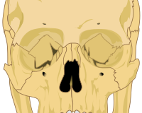 Human skull