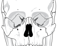 Human skull