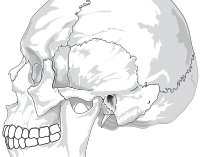 Human skull (side view)