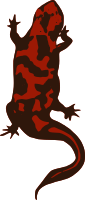 Red Lizard