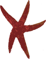Sea Star