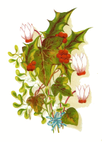 Winter flowers