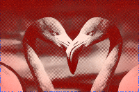 flamingos