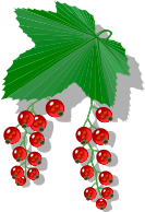 red currants