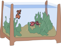 Fish Tank Colour
