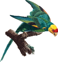 Carolina parakeet