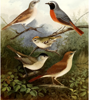 Birds 10
