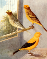 Birds 13