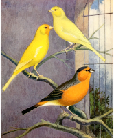Birds 12