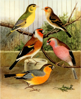 Hybrid birds