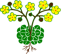 Flower 126