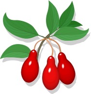 cling fruit