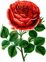 John hopper rose