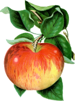 Apple wealthy