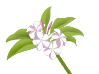 Plumeria