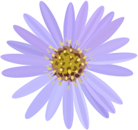 aster