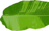 Banana Leaf