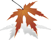japanese maple leaf