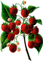 Shafer's colossal rasberries