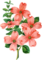 Dogwood