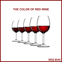Only Wine 13