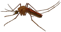 mosquito