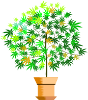 a potted plant