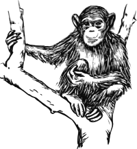 grayscale chimpanzee