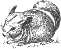 grayscale chinchilla