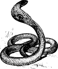 cobra
