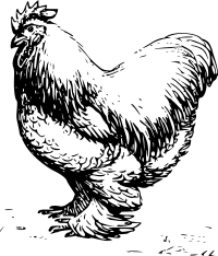cochin