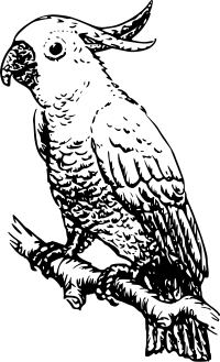 cockatoo