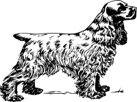 cocker spaniel