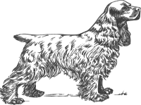 coker spaniel grayscale