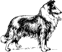 collie 