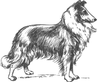 collie grayscale