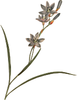 One-ranked Ixia
