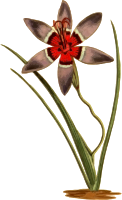 Plaid Ixia