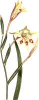 Short-Leaved Ixia