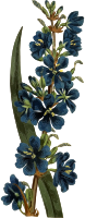 Tallest Aristea