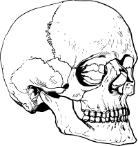 Skull 20