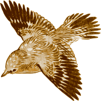 Bird 10