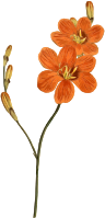 Late-flowering tritonia