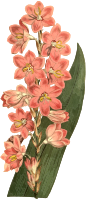 Long-spiked watsonia