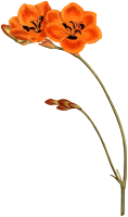 Copper-colour tritonia