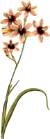 Variegated Ixia
