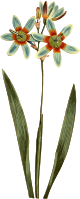 Monodelphous Ixia