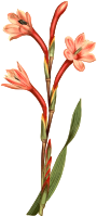 Lake-coloured watsonia