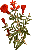 Dwarf pomegranate tree