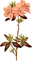Dotted-leaved rhododendron